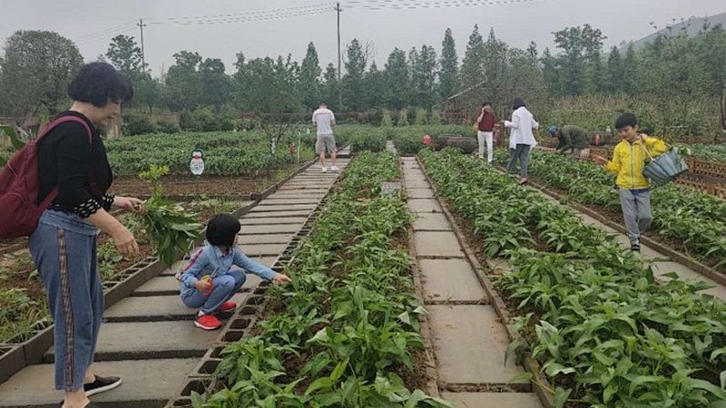 水果种植：新手如何有效防虫？**