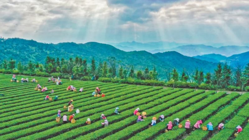 云南现代农业种植技术培训：从田间到课堂的转型之路