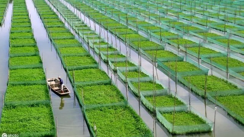 休闲农业节庆活动：热闹背后的冷思考