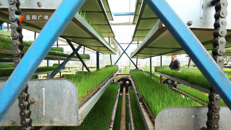 南方大棚水果种植成本解析：如何降低成本，提高效益