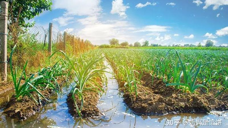 农业项目投资：如何精准对比分析？**