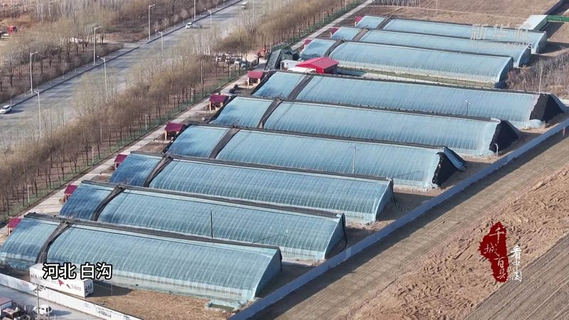 农村创业种植培训班：开启绿色农业新篇章**